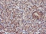 PSMA4 Antibody in Immunohistochemistry (Paraffin) (IHC (P))