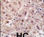 PSMA5 Antibody in Immunohistochemistry (IHC)