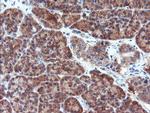 PSMA6 Antibody in Immunohistochemistry (Paraffin) (IHC (P))