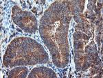 PSMA6 Antibody in Immunohistochemistry (Paraffin) (IHC (P))