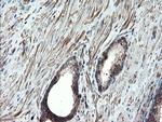 PSMA6 Antibody in Immunohistochemistry (Paraffin) (IHC (P))