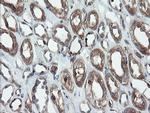 PSMA6 Antibody in Immunohistochemistry (Paraffin) (IHC (P))