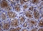 PSMA6 Antibody in Immunohistochemistry (Paraffin) (IHC (P))