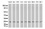 PSMA6 Antibody in Western Blot (WB)
