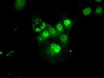 PSMA7 Antibody in Immunocytochemistry (ICC/IF)