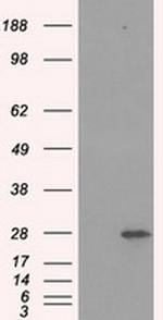 PSMA7 Antibody in Western Blot (WB)