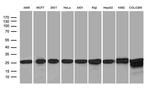PSMA7 Antibody in Western Blot (WB)