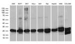 PSMA7 Antibody in Western Blot (WB)
