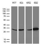PSMA7 Antibody in Western Blot (WB)