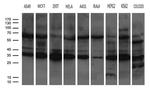 PSMA7 Antibody in Western Blot (WB)