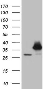 PSMA7 Antibody in Western Blot (WB)