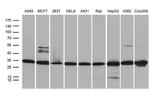 PSMA7 Antibody in Western Blot (WB)