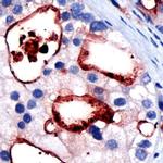 PSMA Antibody in Immunohistochemistry (Paraffin) (IHC (P))