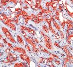 PSMA Antibody in Immunohistochemistry (Paraffin) (IHC (P))