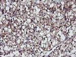 PSMB7 Antibody in Immunohistochemistry (Paraffin) (IHC (P))