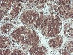 PSMB7 Antibody in Immunohistochemistry (Paraffin) (IHC (P))