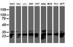 PSMB7 Antibody in Western Blot (WB)