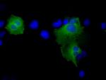PSMC3 Antibody in Immunocytochemistry (ICC/IF)
