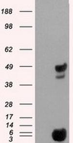 PSMC3 Antibody in Western Blot (WB)