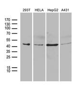 PSMC3 Antibody in Western Blot (WB)