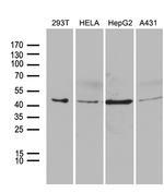 PSMC3 Antibody in Western Blot (WB)