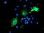 PSMD2 Antibody in Immunocytochemistry (ICC/IF)