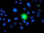 PSMD2 Antibody in Immunocytochemistry (ICC/IF)