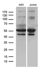 PSMD5 Antibody in Western Blot (WB)