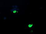 PSMF1 Antibody in Immunocytochemistry (ICC/IF)