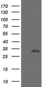 PSMF1 Antibody in Western Blot (WB)