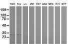 PSMF1 Antibody in Western Blot (WB)