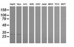 PSMF1 Antibody in Western Blot (WB)