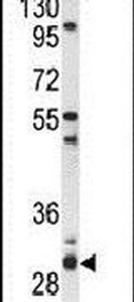 PSMG2 Antibody in Western Blot (WB)