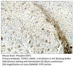 Phospho-STAT1 (Ser727) Polyclonal Antibody