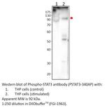 Phospho-STAT3 (Ser727) Antibody in Western Blot (WB)