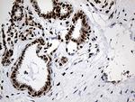 PTBP3 Antibody in Immunohistochemistry (Paraffin) (IHC (P))