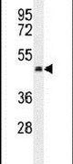 PTCD2 Antibody in Western Blot (WB)