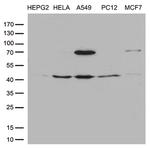 PTCD3 Antibody in Western Blot (WB)