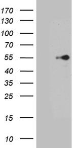 PTF1A Antibody in Western Blot (WB)