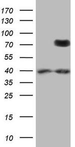 PTGS2 Antibody in Western Blot (WB)