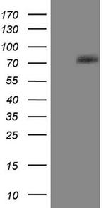 PTGS2 Antibody in Western Blot (WB)
