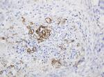 PTH Antibody in Immunohistochemistry (Paraffin) (IHC (P))