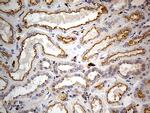 PTH Antibody in Immunohistochemistry (Paraffin) (IHC (P))