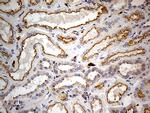 PTH Antibody in Immunohistochemistry (Paraffin) (IHC (P))