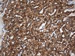 PTH Antibody in Immunohistochemistry (Paraffin) (IHC (P))