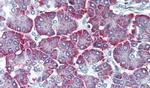 PTH2R Antibody in Immunohistochemistry (Paraffin) (IHC (P))