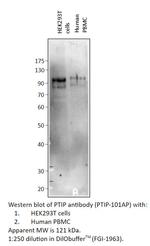 PTIP Polyclonal Antibody