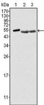 BRK Antibody in Western Blot (WB)