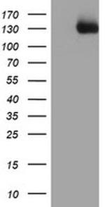 PTK7 Antibody in Western Blot (WB)