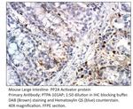PP2A Activator protein Polyclonal Antibody